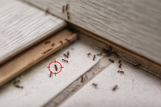 Best Ant Control Services  in Lake Sconsin, WI
